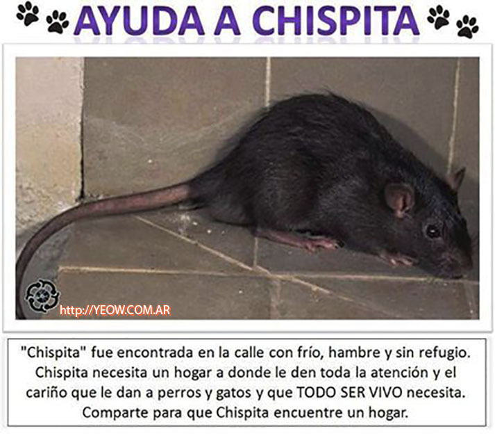 EdgardOrell's tweet photo. @MarceTyS #chispita eres tú? https://t.co/I7CCKRvbWd