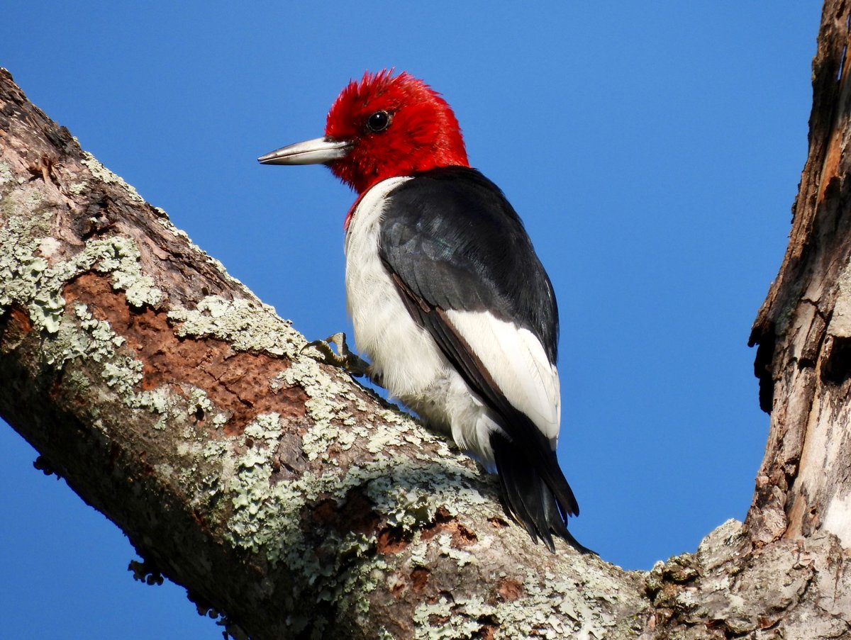 Also have Atlanta GA to thank for #lifer #351, this gorgeous Red-headed Woodpecker who was busy stashing acorns up trees in Legacy Park this morning ❤️🤍🖤

#UrbanBirding #BirdsOfAtlanta #BirdNerd #NaturalHealthService