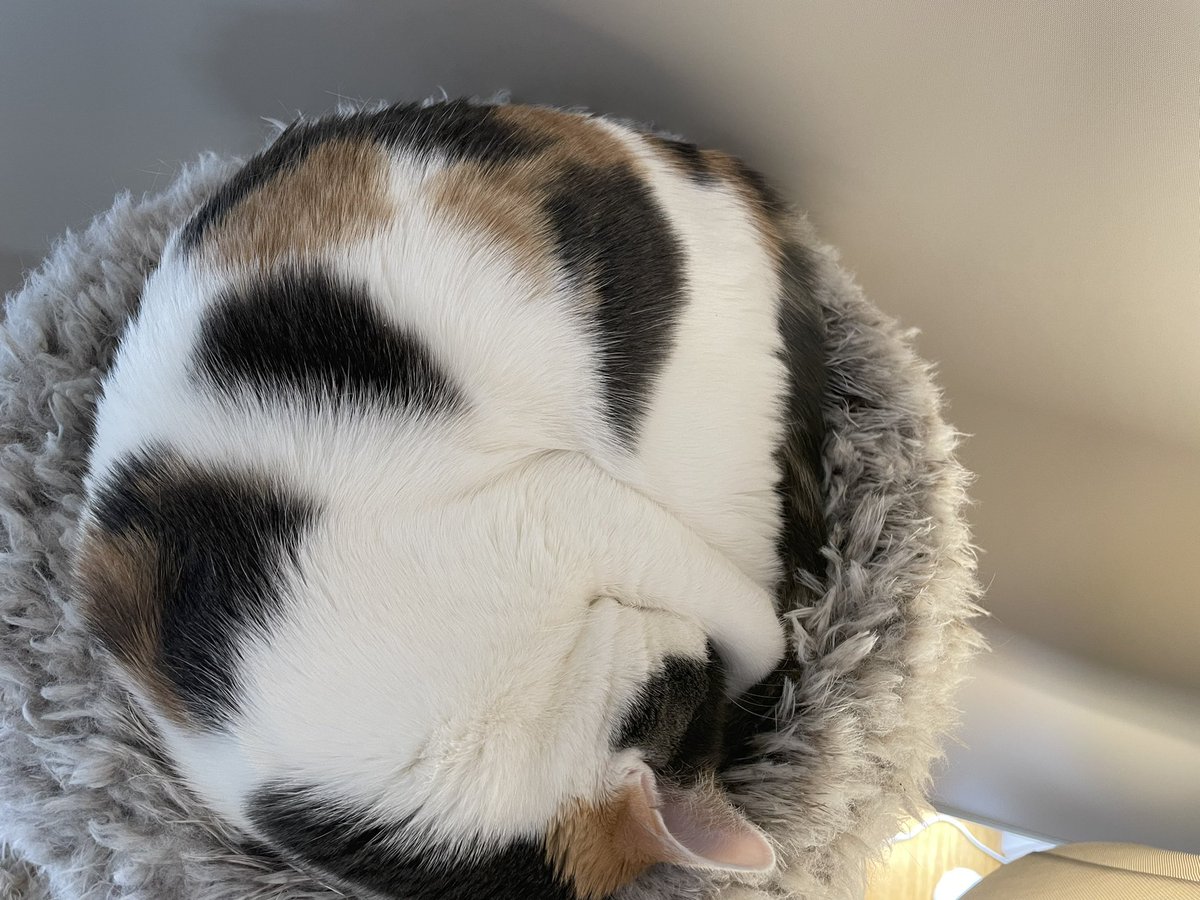 DrShaneRRR's tweet image. My cats are prepared for Melbourne to open up in the coming weeks. #melbournelockdown #COVID19Vic