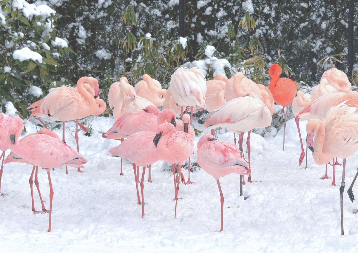 22年寅年のオリジナルカレンダー 2か月ごとに動物たちの四季折々の表情を収めています 1 2月はフラミンゴです 1部530円 税込み 21 10 11 安佐北区の動植物園 水族館 広島市安佐動物公園 まいにちを豊かに りっち 22年寅年のオリジナルカレンダー 2か月ごとに動物たちの四季折々の表情を収めています 1 2月はフラミンゴです 1部530円 税込み 21 10 11 安佐北区の動植物園 水族館 広島市安佐動物公園 まいにちを豊かに りっち