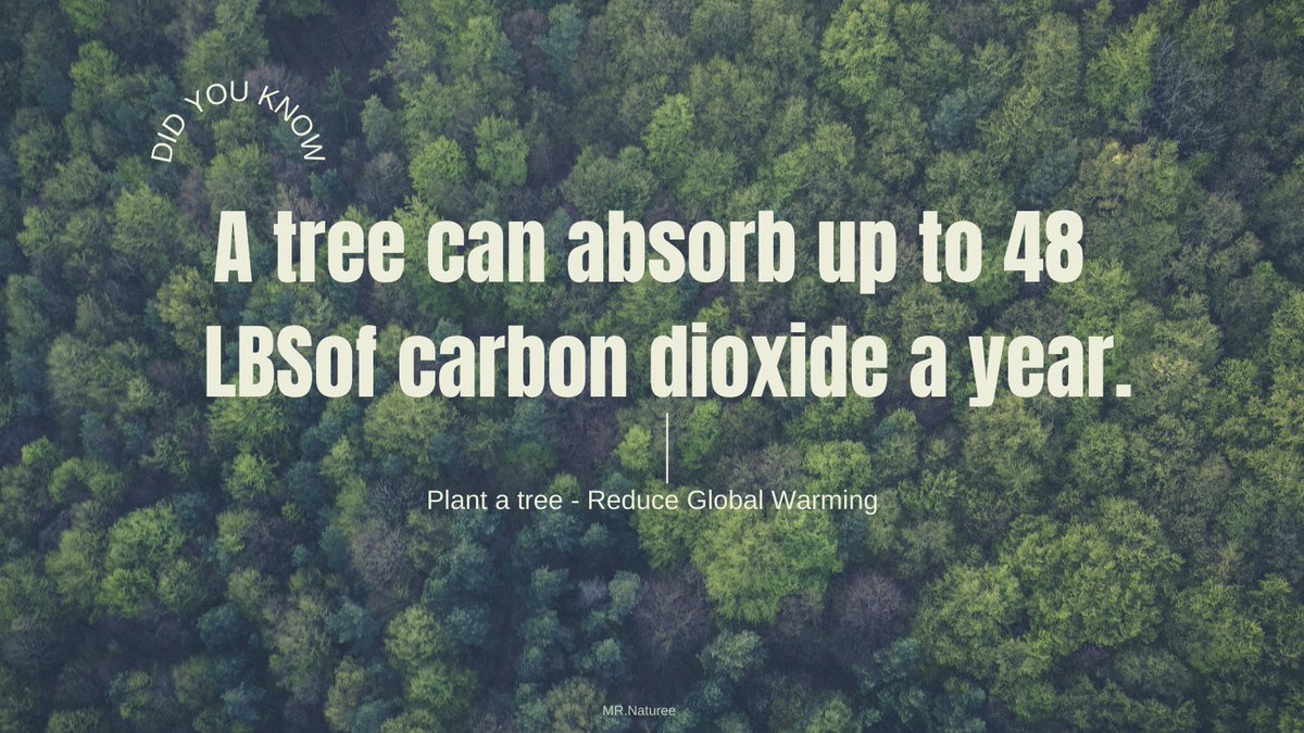 A tree can absorb up to 48 LBS of Carbon dioxide a year.

#Savenature #Savetrees #Nature #Saveearth #SavethePlanet #Enviroment #Gogreen