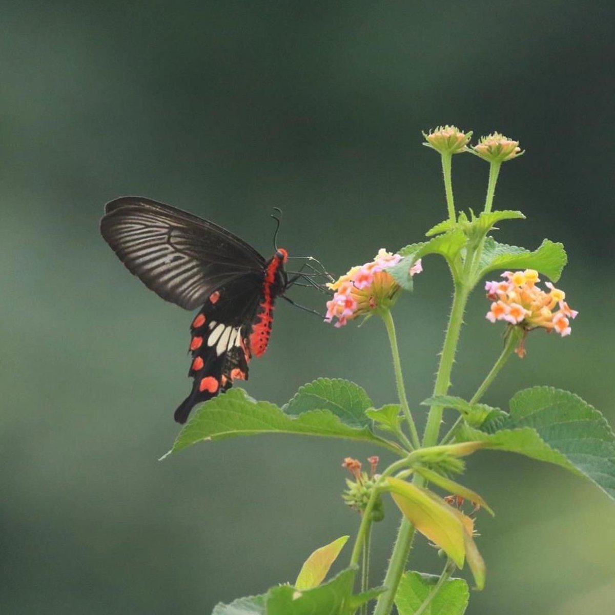 ajaykh23's tweet photo. Waiting for this one to appear again…. A Lantana is blooming around here - a common rose in my backyard @savebutterflies @Butterfly_bros #butterflies #commonrose https://t.co/7gWuznKC8j