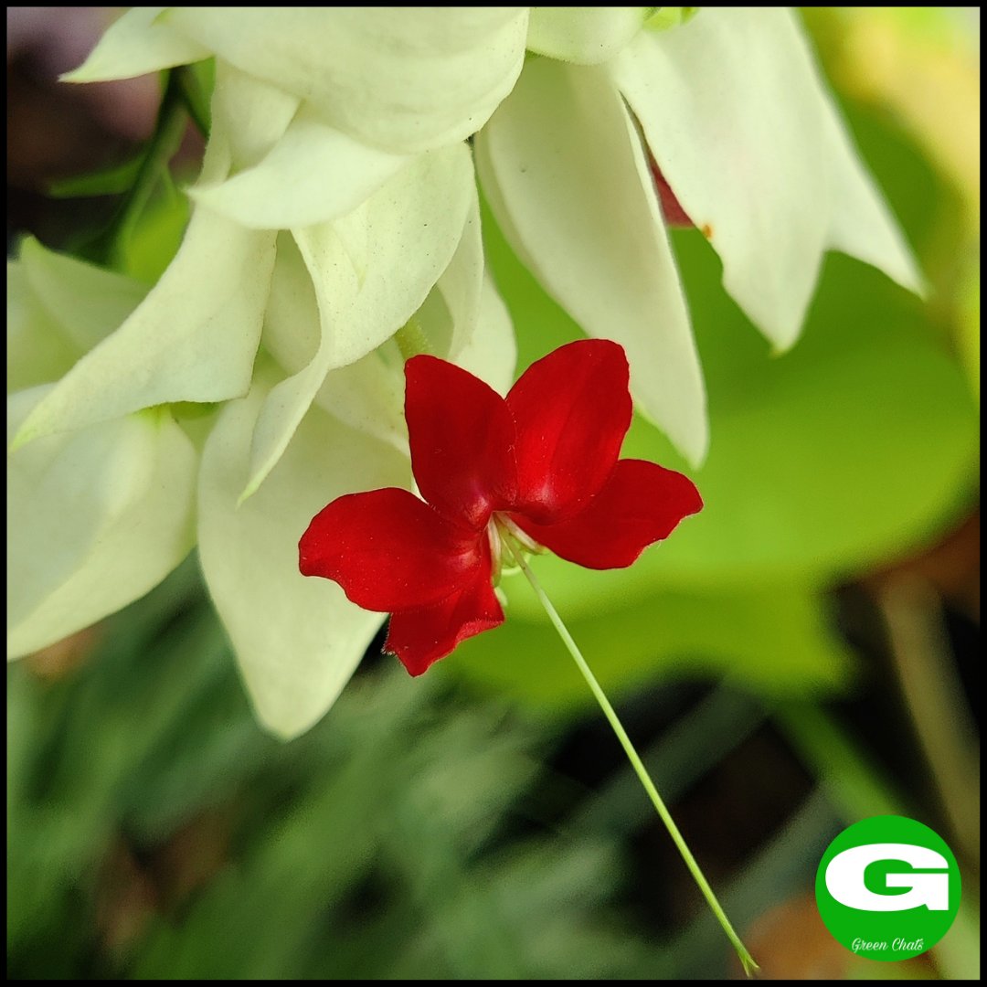 greenchats's tweet photo. Bleeding heart !
#bleedingheart #bleedingheartflower #bleedingheartvine #bleedingheartsflower #plantcare #plantcaretips #iloveplants #plantoholic #greenchats #plants #flowers #growsip #whiteflowers #whiteandredflowers #amazingblooms #beautifulflowers #flowerpower #flowermagic https://t.co/B6XFKuhd5o