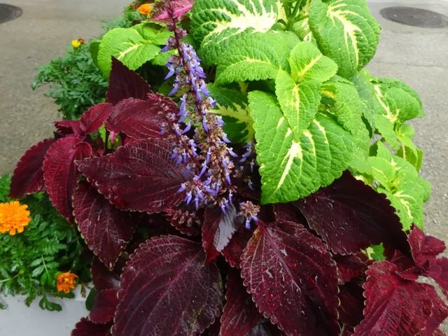 とっこさん 10月11日の花 コリウス シソ科 コリウス属 別名 金蘭紫蘇 キンランシソ 花言葉 善良な家庭 儚い恋 健康を願う 誕生日の花 8月18日 10月２日 10月11日 10月15日 10月31日 11月17日