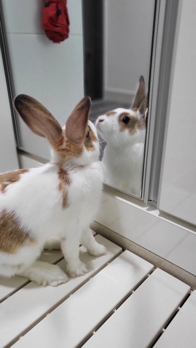 나처럼 멋진 토끼.. 세상에 또 없을 거야 훗