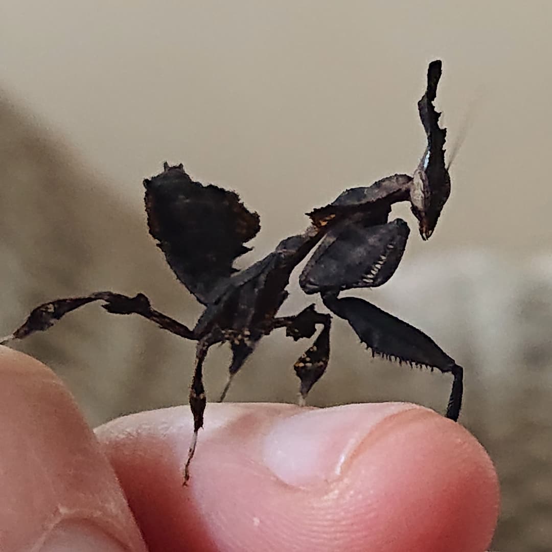 MissMeltyCat's tweet photo. Him baby
#prayingmantis #insect #insects #cute #baby #family #ghostmantis #Phyllocraniaparadoxa #pet https://t.co/DouBxRn6X3