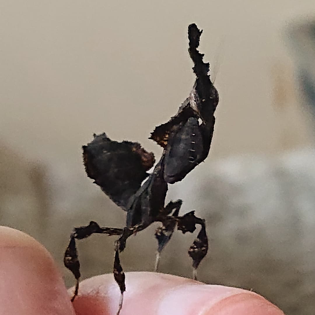MissMeltyCat's tweet photo. Him baby
#prayingmantis #insect #insects #cute #baby #family #ghostmantis #Phyllocraniaparadoxa #pet https://t.co/DouBxRn6X3