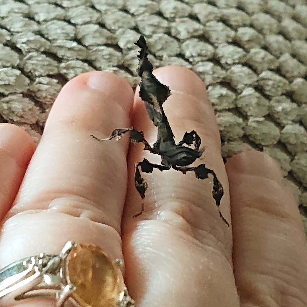 MissMeltyCat's tweet photo. Him baby
#prayingmantis #insect #insects #cute #baby #family #ghostmantis #Phyllocraniaparadoxa #pet https://t.co/DouBxRn6X3