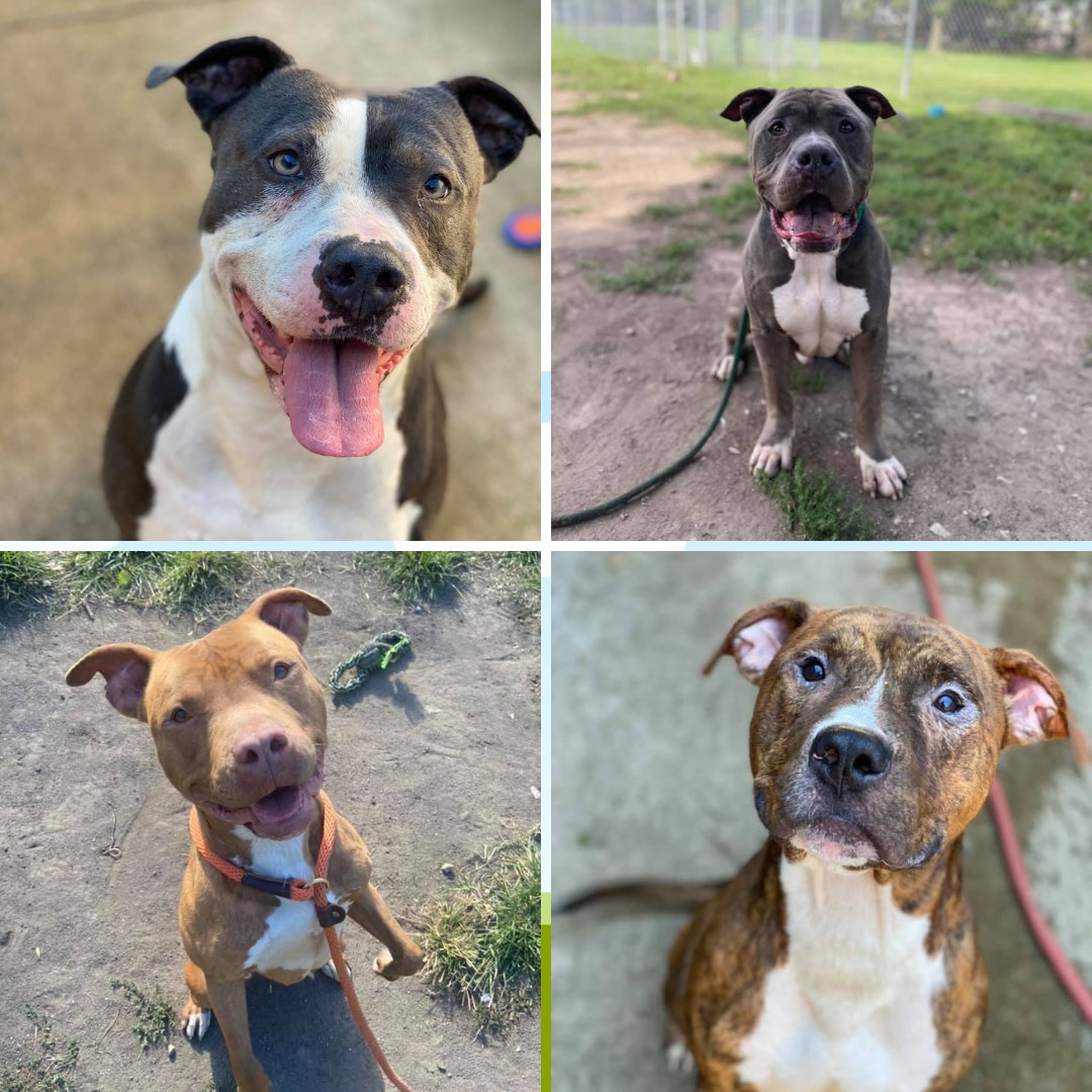 SafeHumane's tweet image. A HUGE thank you to our friends at Heartland Animal Shelter for rescuing not one but THREE(!) of these amazing Safe Humane Program Dogs: China, Boris and Tye…And Boris was already adopted his first day there! #AdoptDontShop  #HumanAnimalConnection.  .