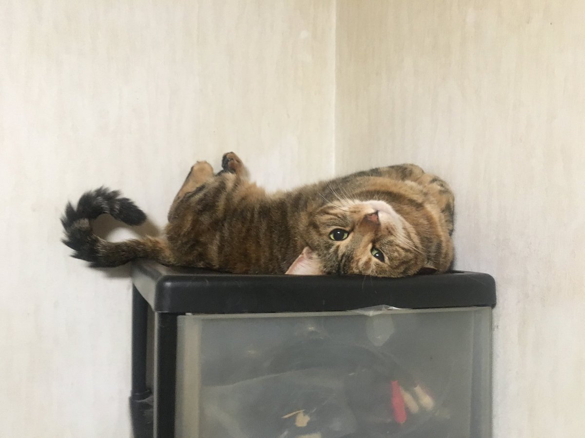 munmune0's tweet photo. アイコンの猫です https://t.co/zJFGc0XlVQ