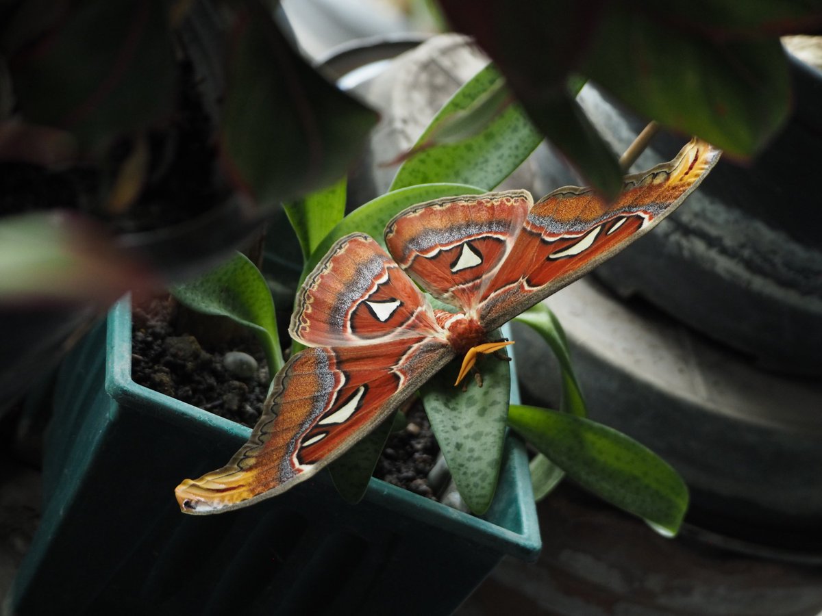 lubihph's tweet photo. #Butterfly #butterflyphotography #photography #nature #outdoor #NaturePhotography https://t.co/NGCsbki1QT