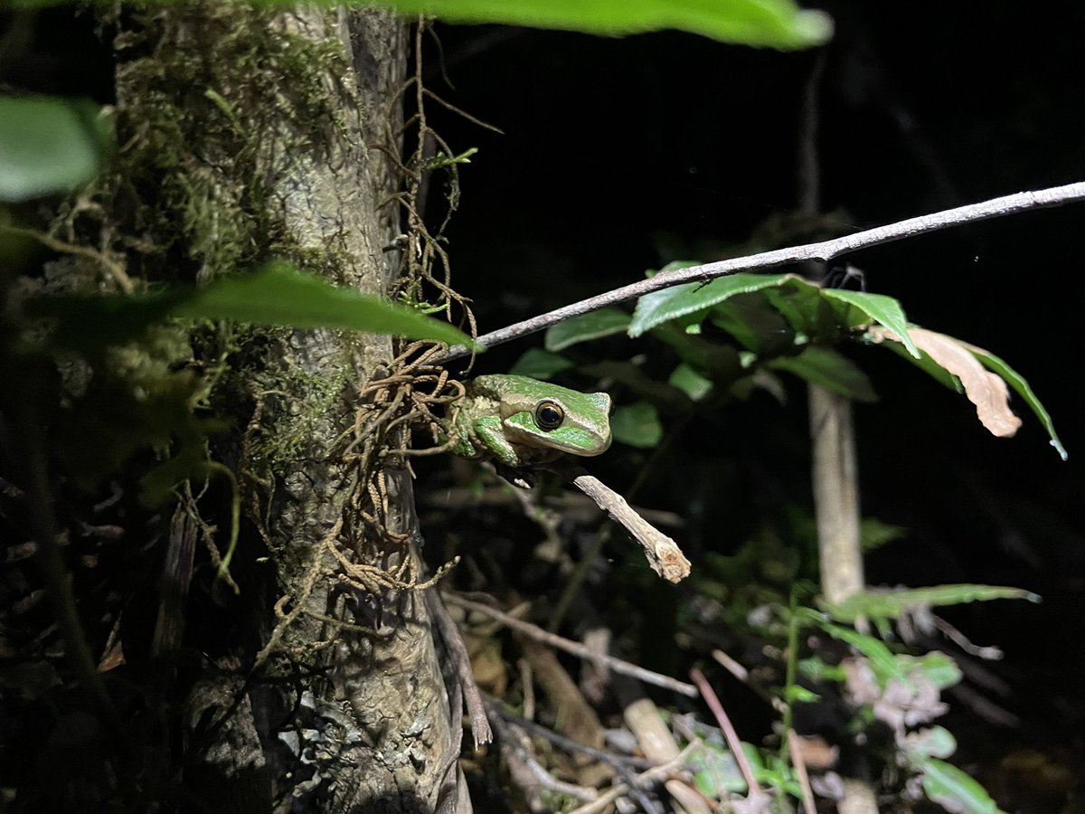 Great day trip to New England National Park over the weekend with <a href="/deborah_bower/">deborah bower 🐢 🌈 🐸</a>. We saw many orchids and New England Tree Frogs!! 🐸 #NatureNerds #Frog #Rainforest #CrittersOfOz #WildOz