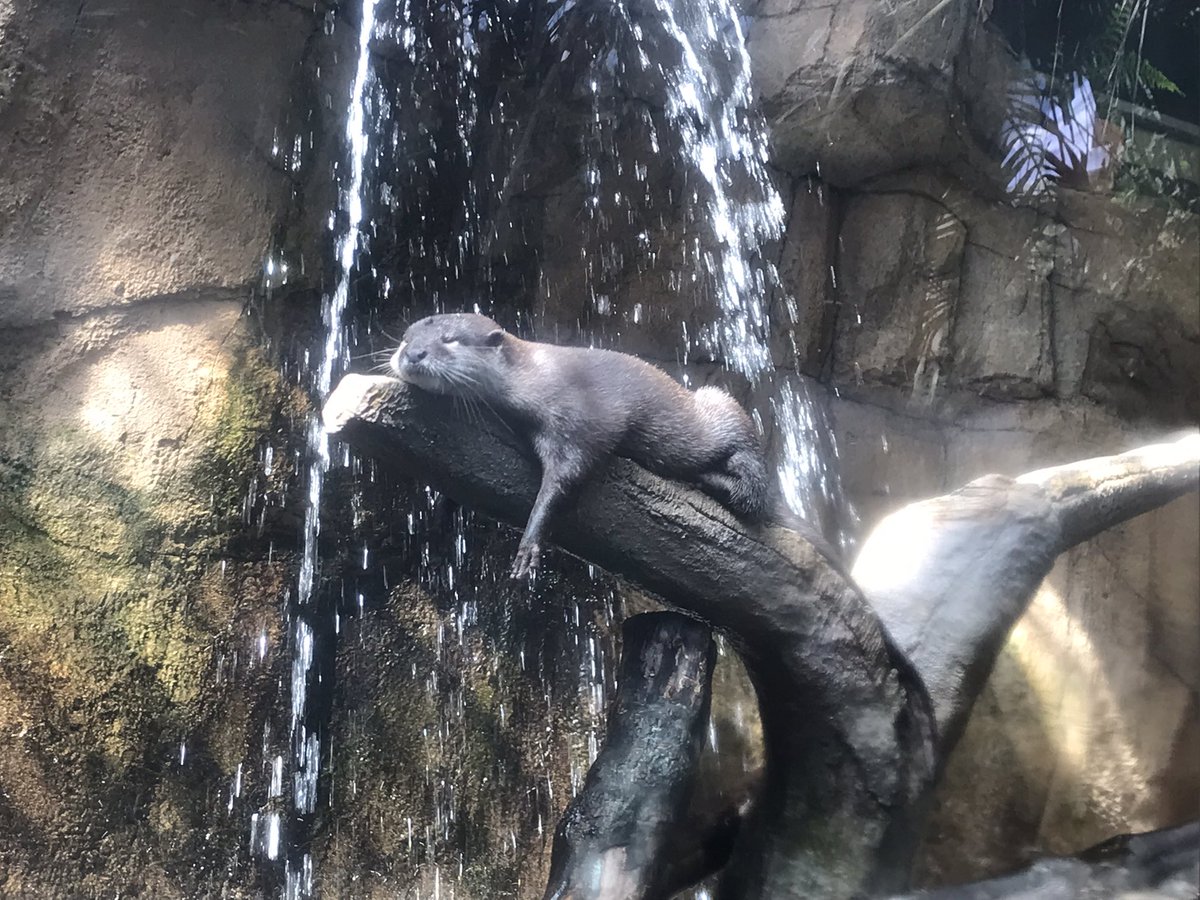 かわいいがいっぱいいた 