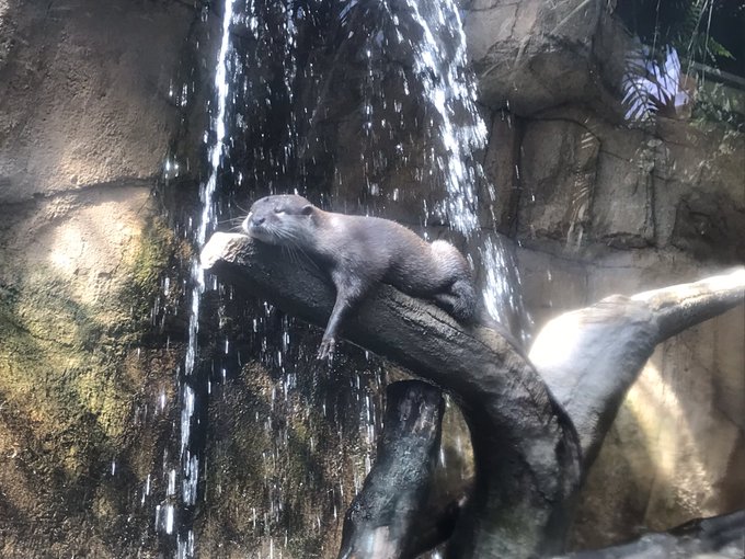 かわいいがいっぱいいた 