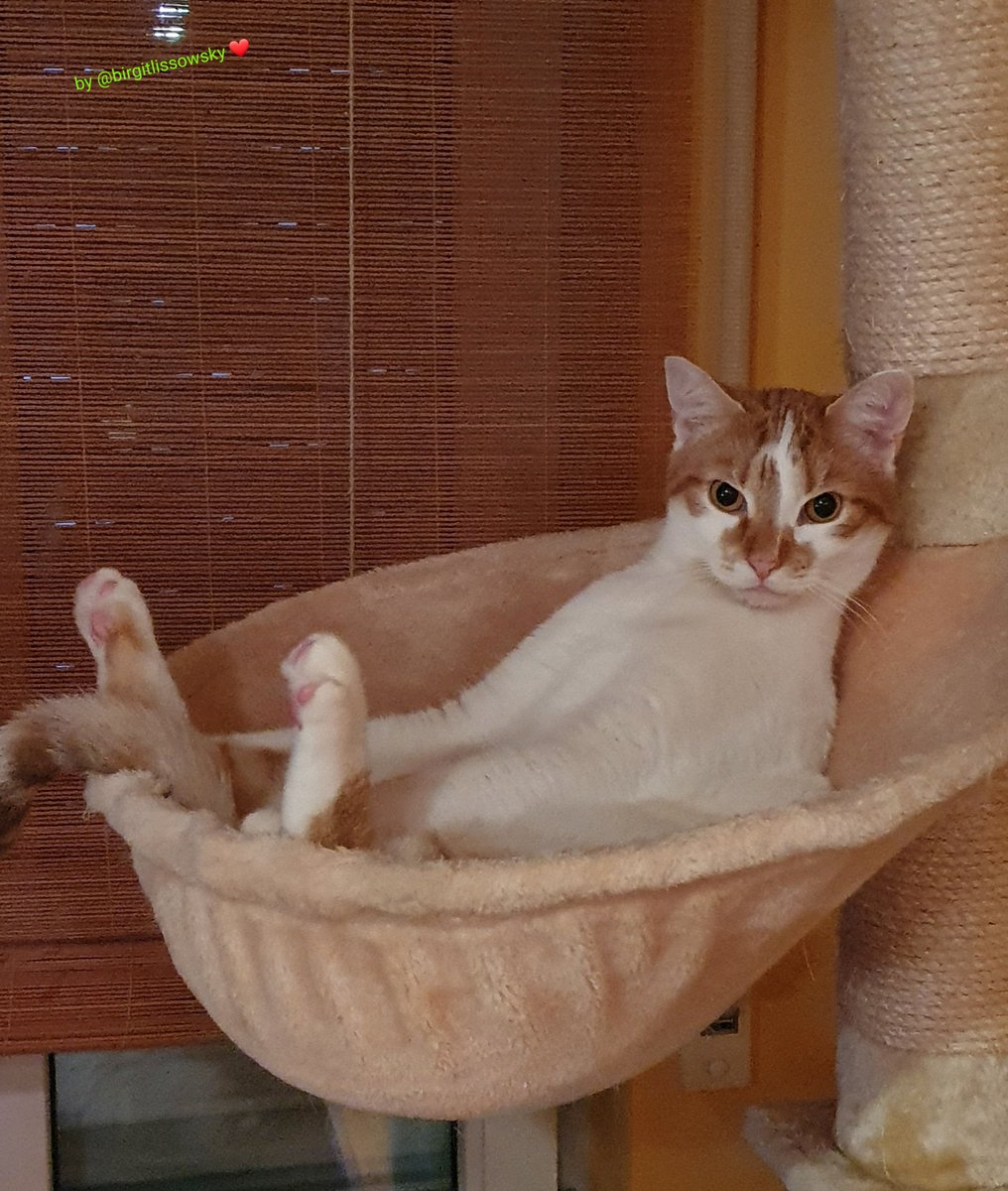 birgitlissowsky's tweet image. Cold this morning, better to stay inside 🙀🥶🍁🐈🍂😿
Have a great #kittyloafmonday lovely friends 😻❤🐾🐾😽
#MondayMotivation