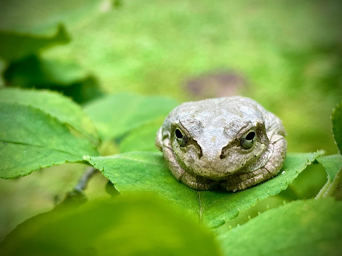 擬態 Lang Ja بحث في تويتر 擬態 Lang Ja بحث في تويتر