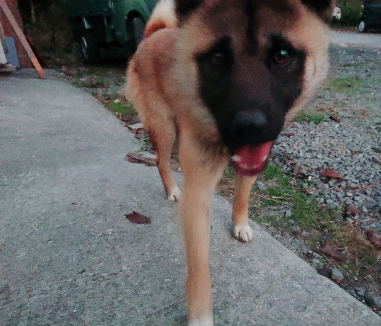 ぶんた 犬 探しています ぶんたが行方不明になり9ヶ月経ちます 毎日不安でいっぱいです 些細なことでもなんでも構いません 情報提供をよろしくお願い致します 特徴はオスで 顔回りが黒く 足が白 巻尾で赤い首輪を着けています 首輪は外れている