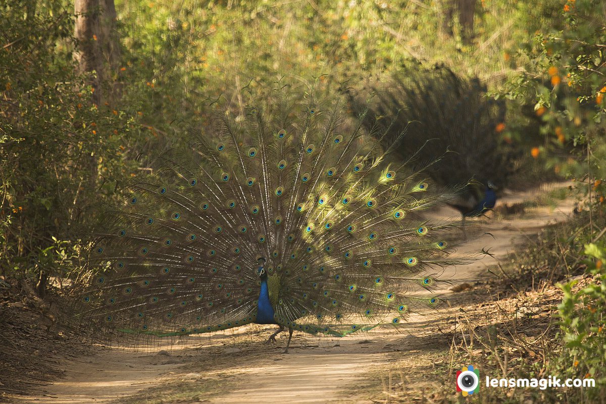 np_photographer's tweet photo. National Bird of India https://t.co/oyugpI3wOR Peafowl #nationalbirdofindia #indianpeafowl #peahen #birdsofindia #birdwatching #crownoffeatherbirds #largeflyingbird #nationalsymbolofindia https://t.co/ML3jyMkT7P