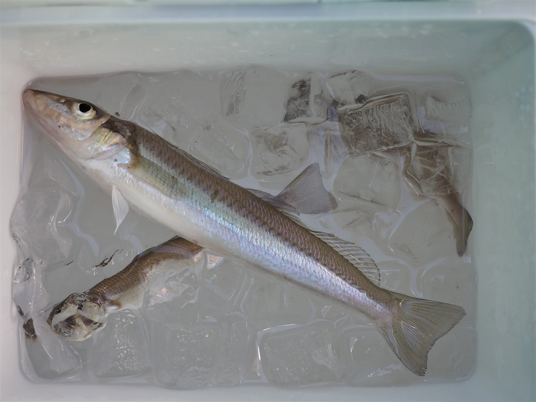 クラブツーリズム釣り部 釣り部 釣り用語を学ぼう 今週の 釣り用語 を紹介 氷締め 魚の鮮度を保つため 魚を凍死させる方法 氷に海の魚は海水 川の魚は川の水を入れる