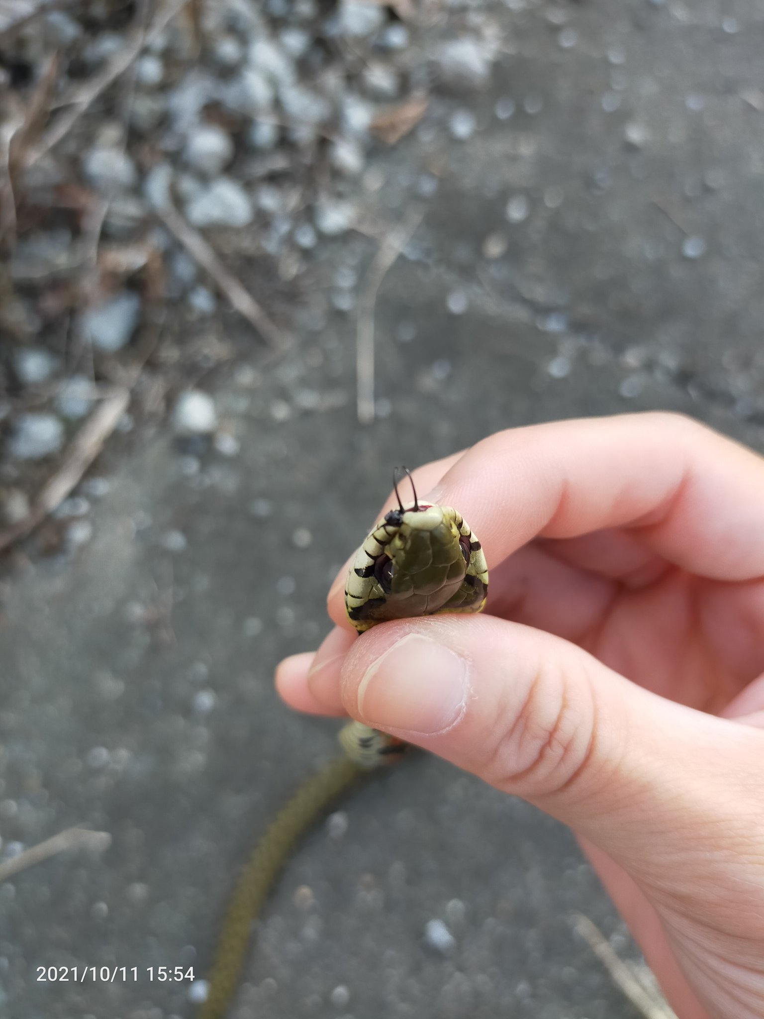 特定危険動物 Twitter Search Twitter