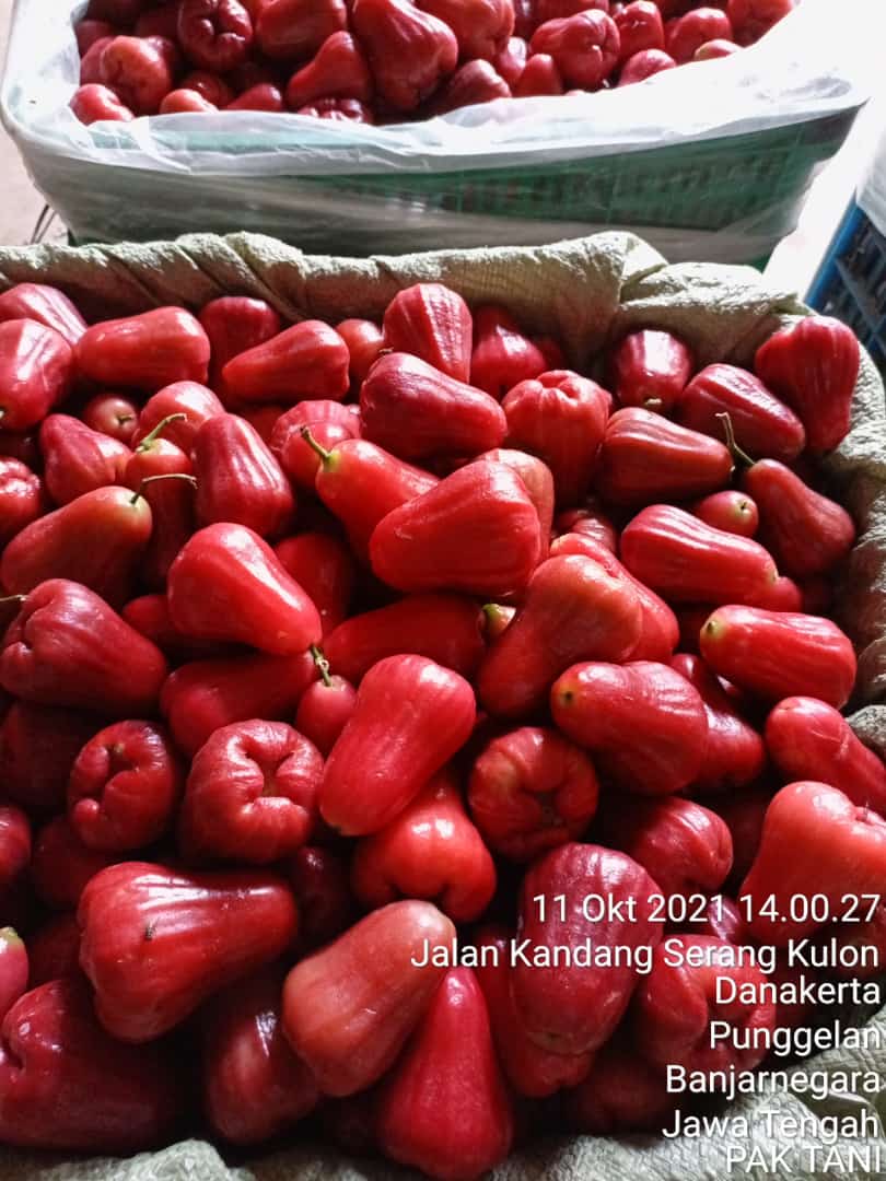 Grade A
GRADE A/B  gerak cepat bos rebutan soalnya 🙏🏾🙏🏾
Hari ini ready dan siap kirim 
❤️❤️❤️ Garansi pas barang datang 
Jambu citra bayar pas barang sampai 
Janbu citra posisi Purbalingga Jateng 
INFO ORDER klik  wa.me/6281215359997
wa.me/6283128398999