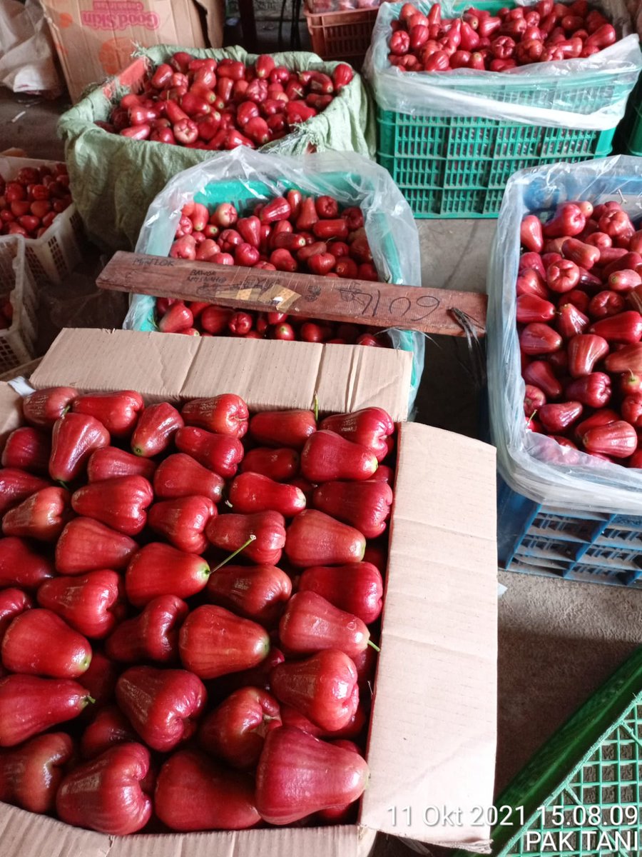 Grade A
GRADE A/B  gerak cepat bos rebutan soalnya 🙏🏾🙏🏾
Hari ini ready dan siap kirim 
❤️❤️❤️ Garansi pas barang datang 
Jambu citra bayar pas barang sampai 
Janbu citra posisi Purbalingga Jateng 
INFO ORDER klik  wa.me/6281215359997
wa.me/6283128398999