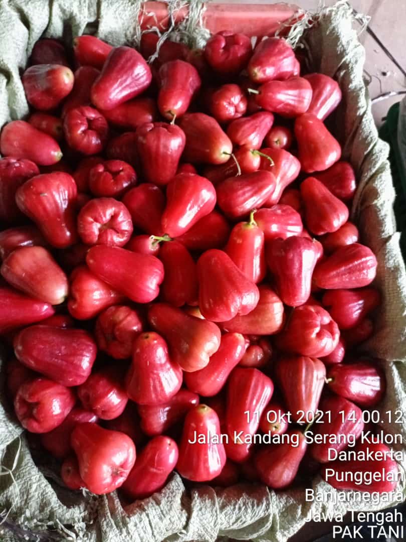 Grade A
GRADE A/B  gerak cepat bos rebutan soalnya 🙏🏾🙏🏾
Hari ini ready dan siap kirim 
❤️❤️❤️ Garansi pas barang datang 
Jambu citra bayar pas barang sampai 
Janbu citra posisi Purbalingga Jateng 
INFO ORDER klik  wa.me/6281215359997
wa.me/6283128398999