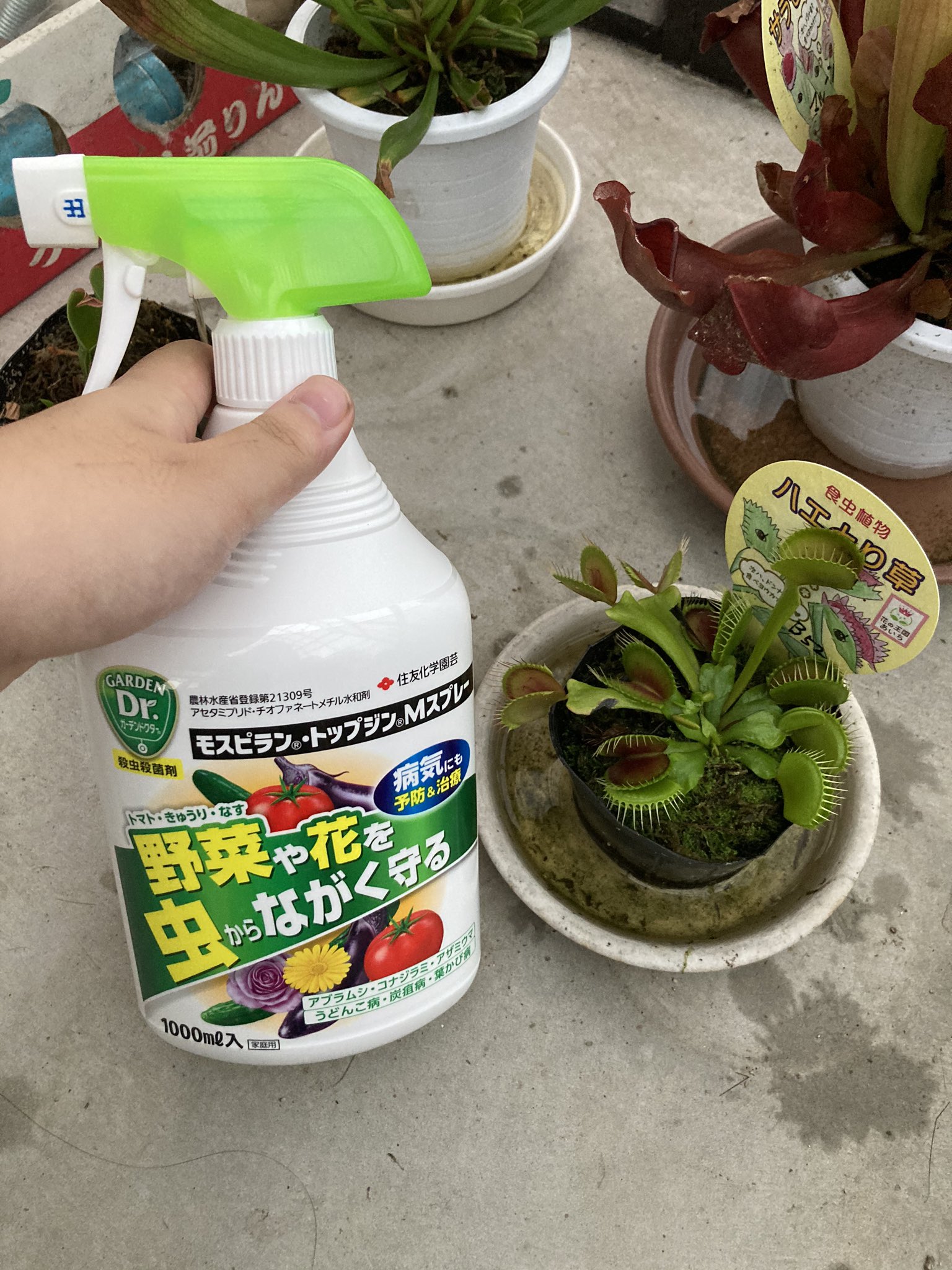 イカコンブ 詳しい方 教えてください 最近ハエトリソウの先が黒く変色してきています どうしたら良いのでしょう すごく心配です ハエトリソウ ディオネア 食虫植物 T Co Ul933pxtd4 Twitter