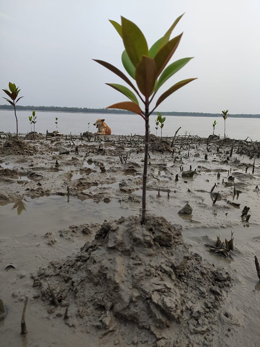 VPrabaho's tweet photo. Day 1 VISION MANGROVE
#magroveplantation #YASS #relieffund #visionprabaho https://t.co/lbL0BLhm3y