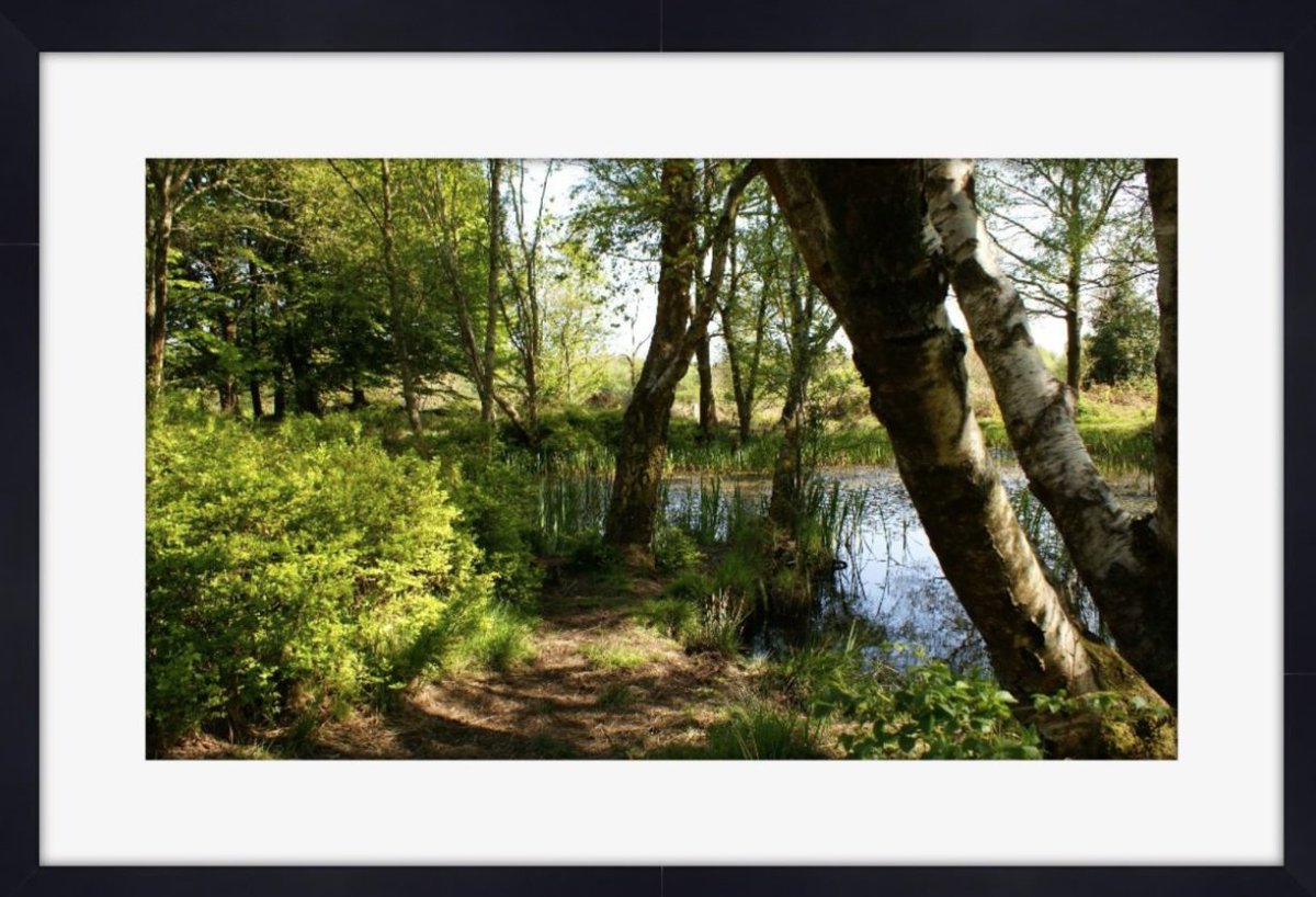 DebraClaridge's tweet photo. One of my landscapes #amateurphotography
#landscape #landscapephotography
#WildLifeTrust #HighgateCommon
#Staffordshire #photography https://t.co/3KfRaQxJGo