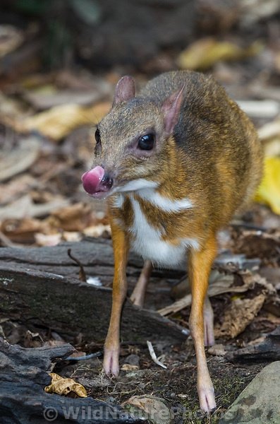 tinamurphy234's tweet photo. #TIL about the existence of the #chevrotain, a small hoofed mammal about the size of a rabbit. Look how cute!
https://t.co/dIatTJLNmZ https://t.co/BLlvP68NhY