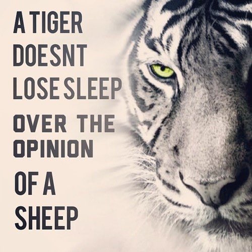 The Tiger 🐅 tweet media