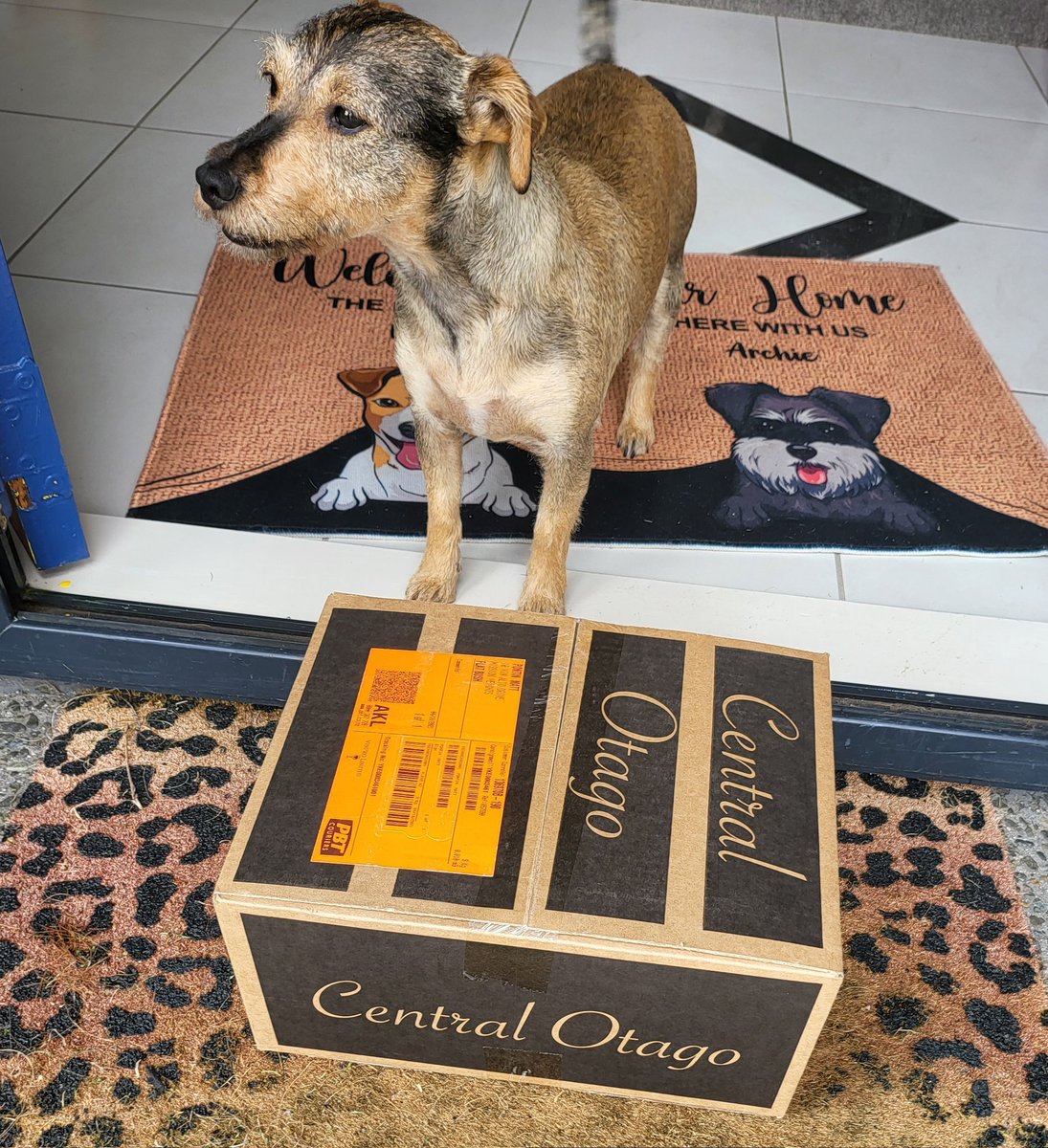 My Dog guards my 'extended for the foreseeable' lockdown survival kit. Thank you <a href="/Wooingtree/">Wooingtree</a> 🍷