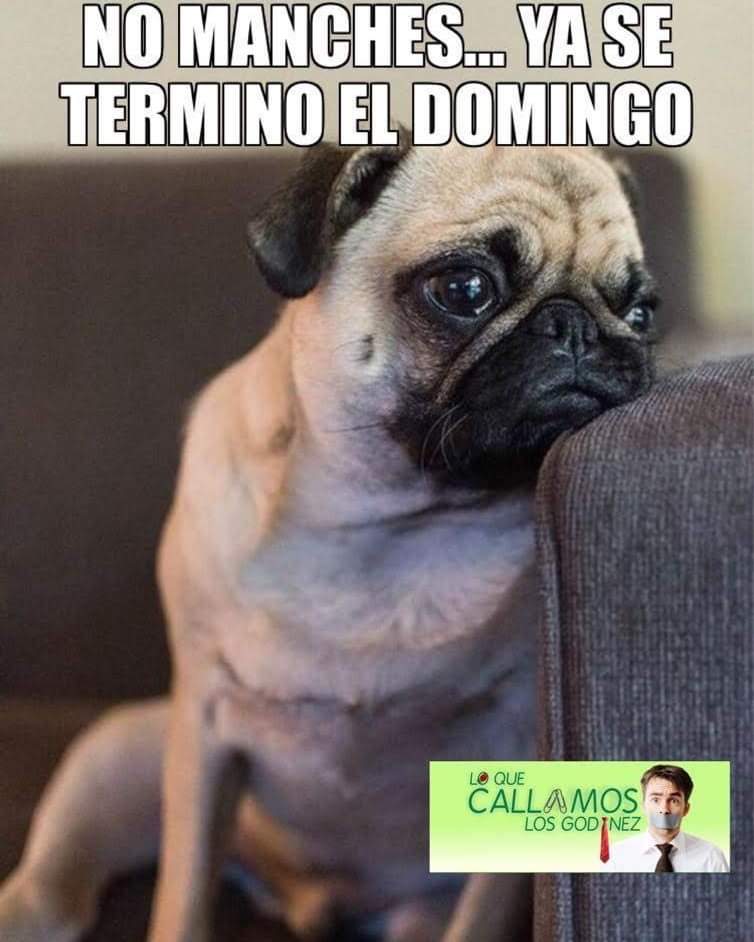 baruhinahappy's tweet photo. Este momento... 🥲😆
¡Buenas noches!
#meme #pugcito https://t.co/83A4C0lqlv
