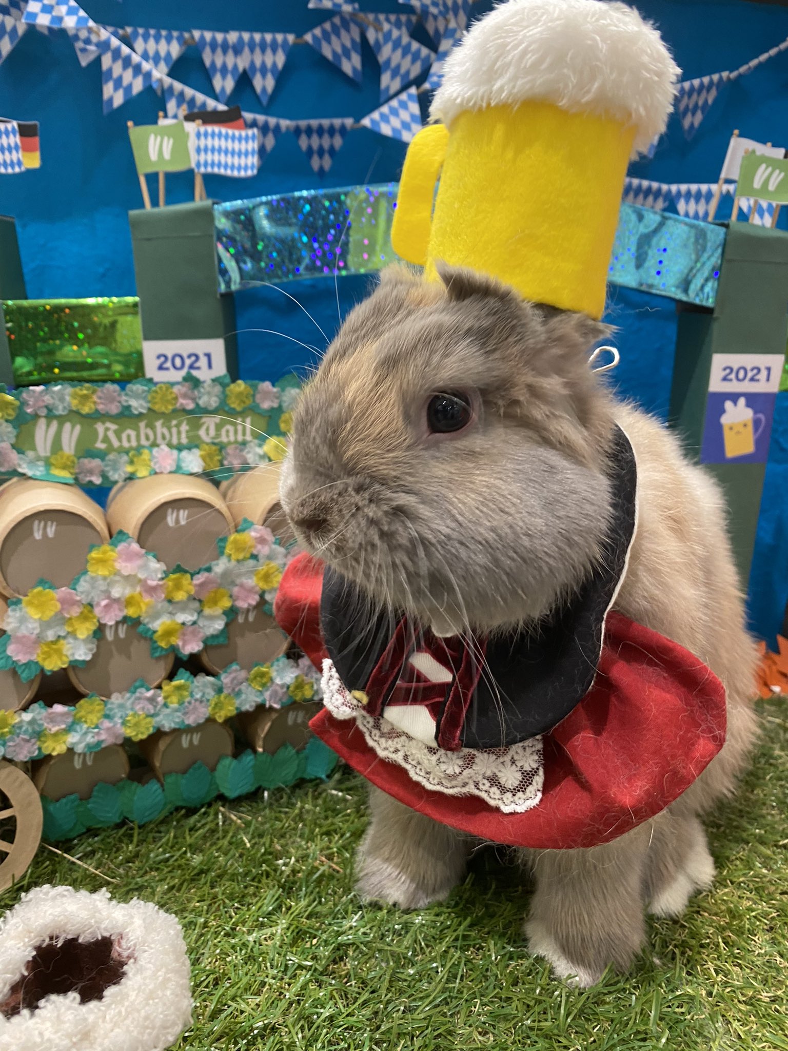 Twitter এ うさぎのしっぽ海老名店 1ヶ月健康チェックのオルちゃん 大きくなりました オルちゃん うさぎ うさぎのしっぽ うさぎのしっぽ海老名ビナウォーク店 海老名ビナウォーク うさぎ専門店 T Co Kqqm3kuqoc ট ইট র