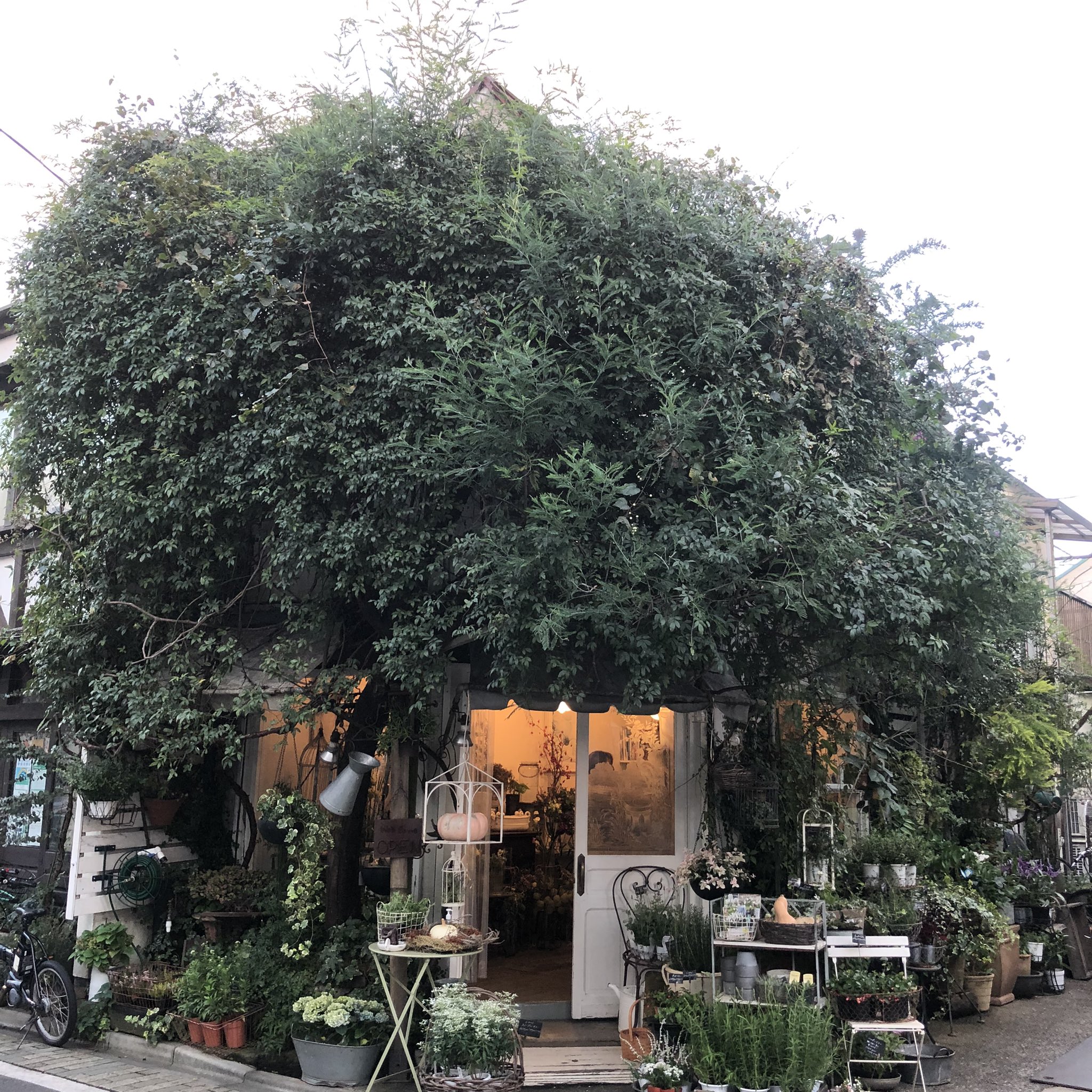 El Sur Elsur Flower Twitter