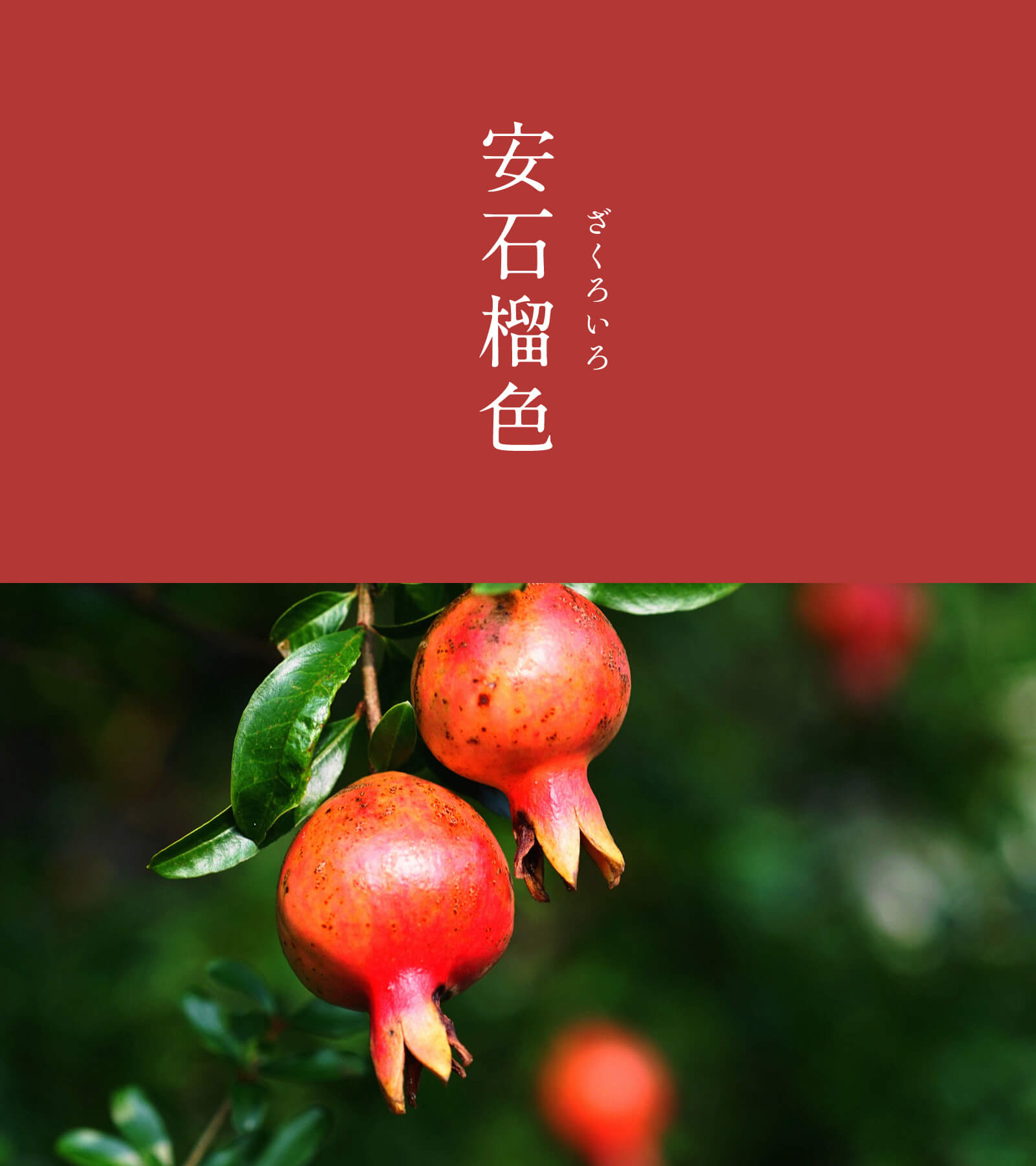 暦生活 こよみせいかつ 安石榴色 ざくろいろ にっぽんのいろ 安石榴色には諸説あり ザクロの花の鮮やかな橙色とするもの 果実の皮の黄みがかった橙色とするもの 果実の種子の鮮烈な赤色とするものなどがあり 定まってはいないようです 綺麗な