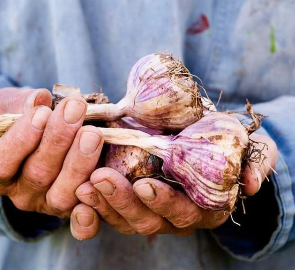 MarcTchouanche's tweet photo. Got your garlic in? How's it looking?

#freeshipping #onlineshopping #waterhose #hose #homeandgarden #gardening https://t.co/JAq6aCPVWF