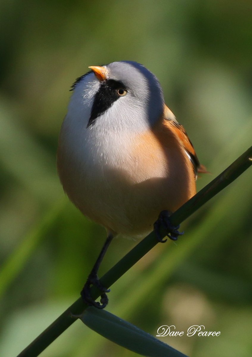 PicsDave's tweet image. Male posing nice