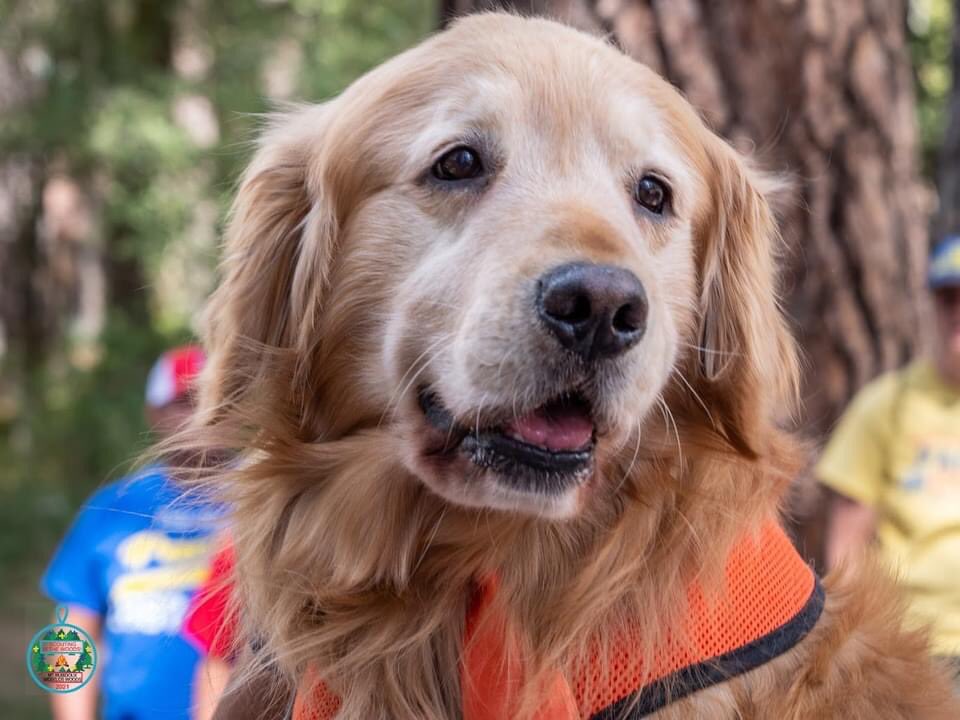 Pack1887's tweet photo. We got to visit with Mayor Max  at Webelos Woods! #Pack1887 #MayorMax #Idyllwild #WebelosWoods https://t.co/di1E8kOOpj