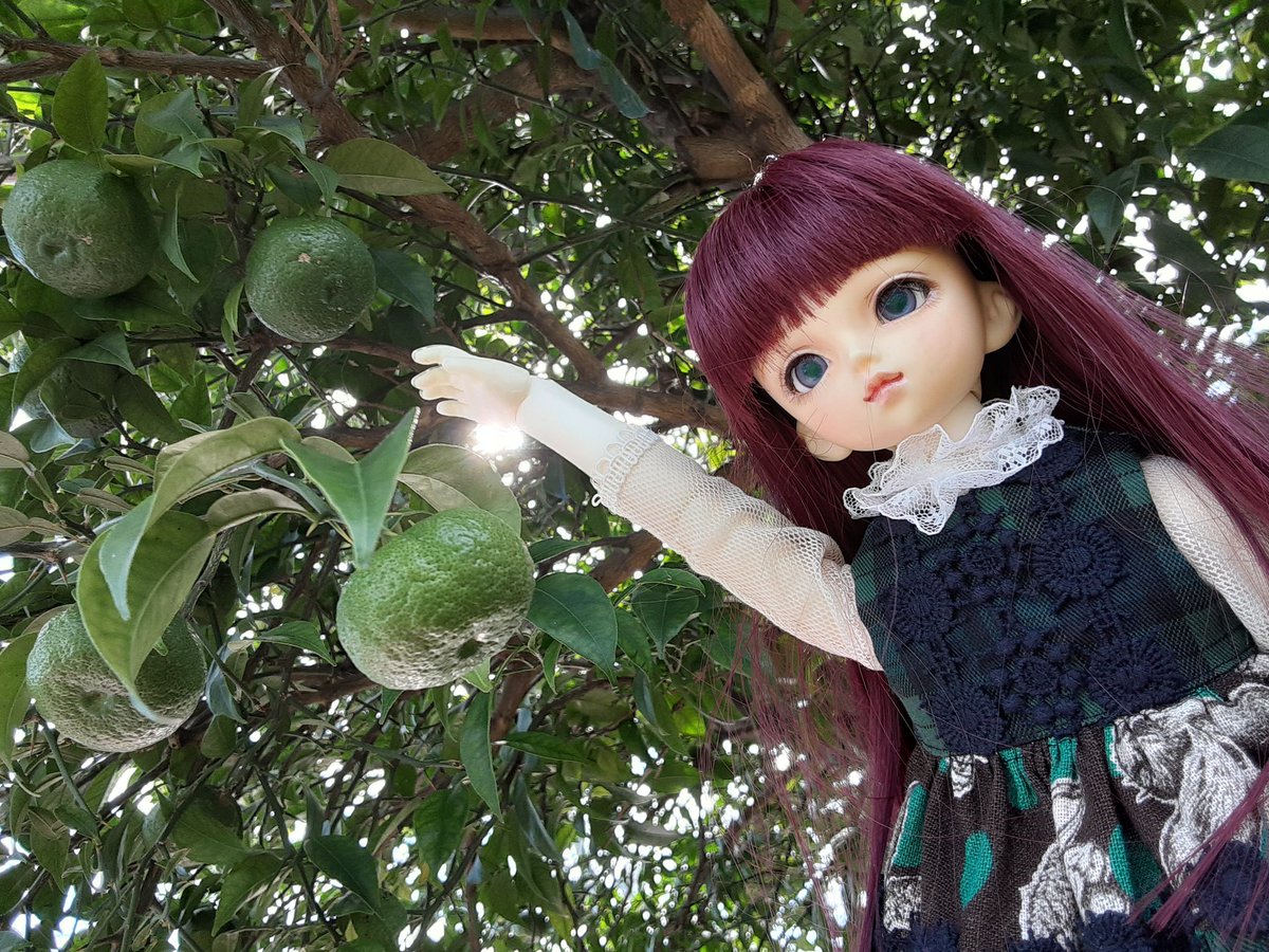 永久薔薇園 柚子は青いうちに収穫すると長持ちするんだって 黄色で収穫してたけど確かに年明けまで楽しむには無理があって冷凍してた 張り切って一部収穫 ゚ ゚ 追々大きさ見て収穫する 教えてくださりありがとう 永久薔薇園 柚子は青いうちに収穫すると長持ちするんだって 黄色で収穫してたけど確かに年明けまで楽しむには無理があって冷凍してた 張り切って一部収穫 ゚ ゚ 追々大きさ見て収穫する 教えてくださりありがとう