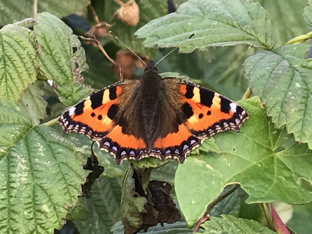 Lovely day in the sunshine yesterday! Today work begins on the next GMG E Bulletin. This is a call out for GMG members to send in their news! <a href="/GdnMediaGuild/">Garden Media Guild</a>