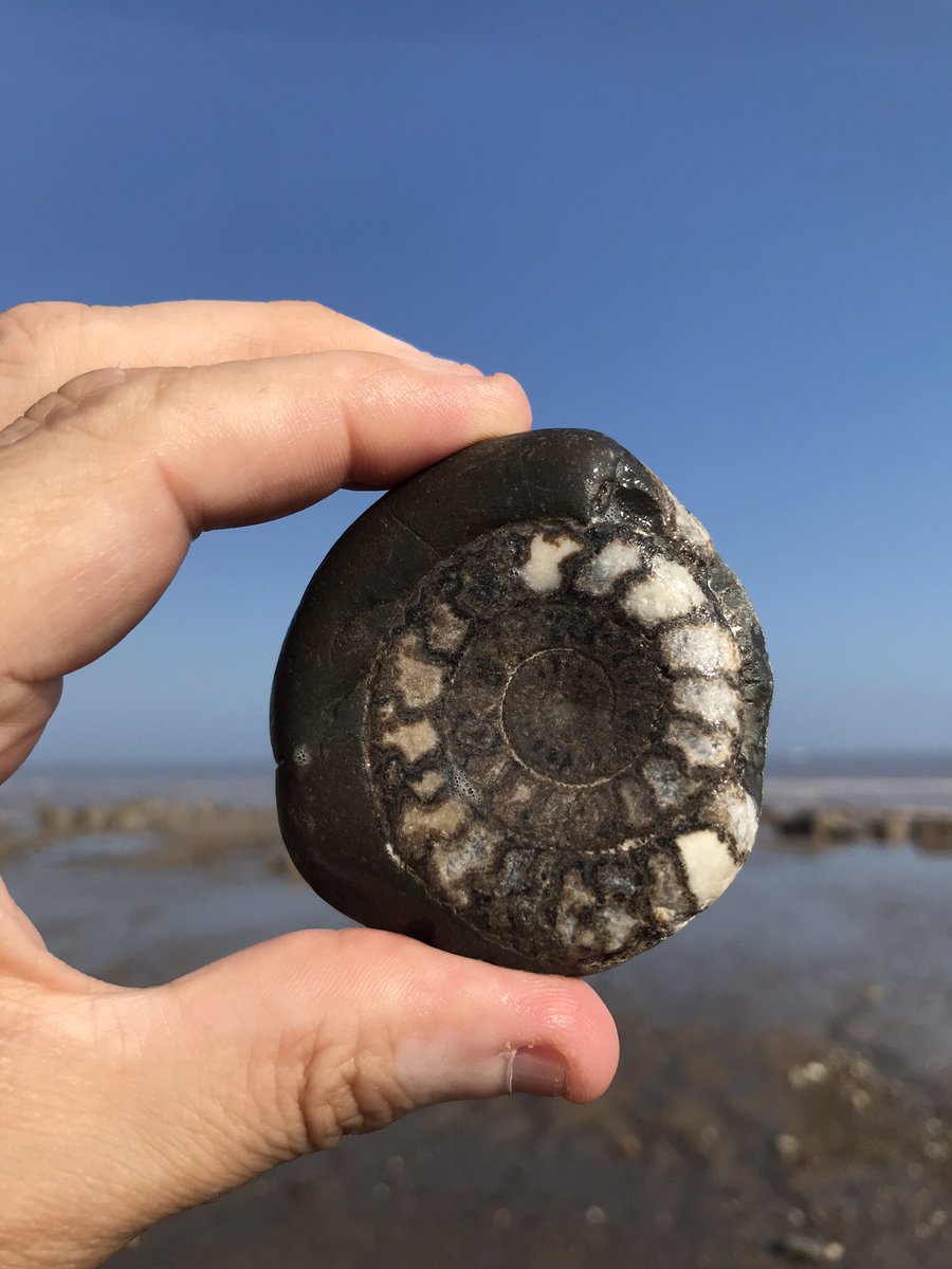 PoetDeanwilson6's tweet photo. Pebble Of The Day #803
#Kilnsea https://t.co/C8LHqgZI0h