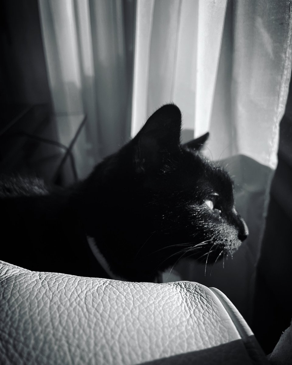 robertochavez's tweet photo. Spooky by the window | 2021 

#vfiles #röbertô #art #robertochavez
#fashion_deconstruction #contemporaryfashion #kittycat #562Creatives #fashionconcept #printedmatter #postminimalism #artconsultant 
#abstractfigurative #anothermagazine #fashioneditorial #editorial #fineart https://t.co/ZYSCU4VVzx