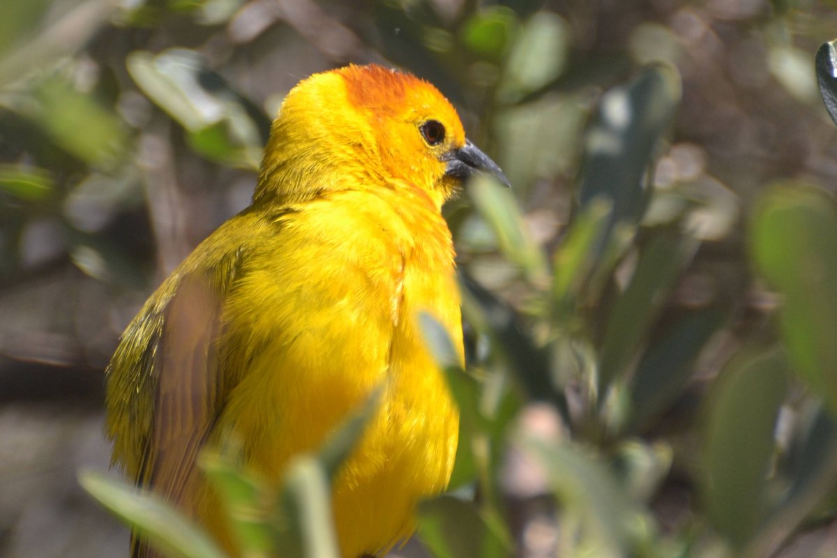 Taveta weaver in Amboseli national park, Kenya.
#birds #birdphotography #nuts_about_birds #birdwatching #birdwatchers #ilovebirds #birlovers #birdsoftheworld #welovebirds #beautifulbirds #kenyabirds #birdingsafaris #amboseli #wildlenses #kenyasafaris #nature #weaver