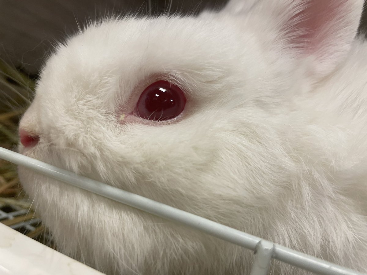 うさぎカフェ うさぎ専門店 White Rabbit Whiterabbit 46 Twitter うさぎカフェ うさぎ専門店 White Rabbit Whiterabbit 46 Twitter