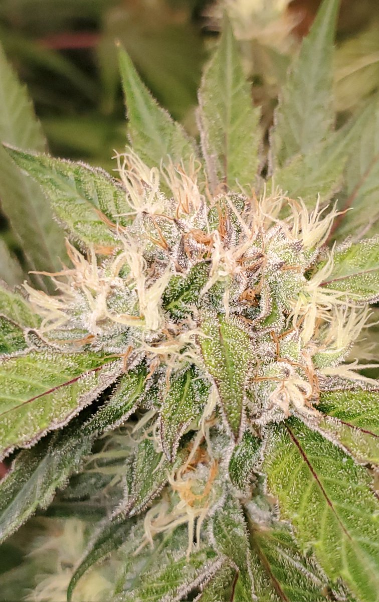 PotMarijuana's tweet photo. You know what it is. #Trichtober

#ShutterBuds
#Mmemberville
#CannabisCommunity 
#StonerFam https://t.co/6ATRc08oEr