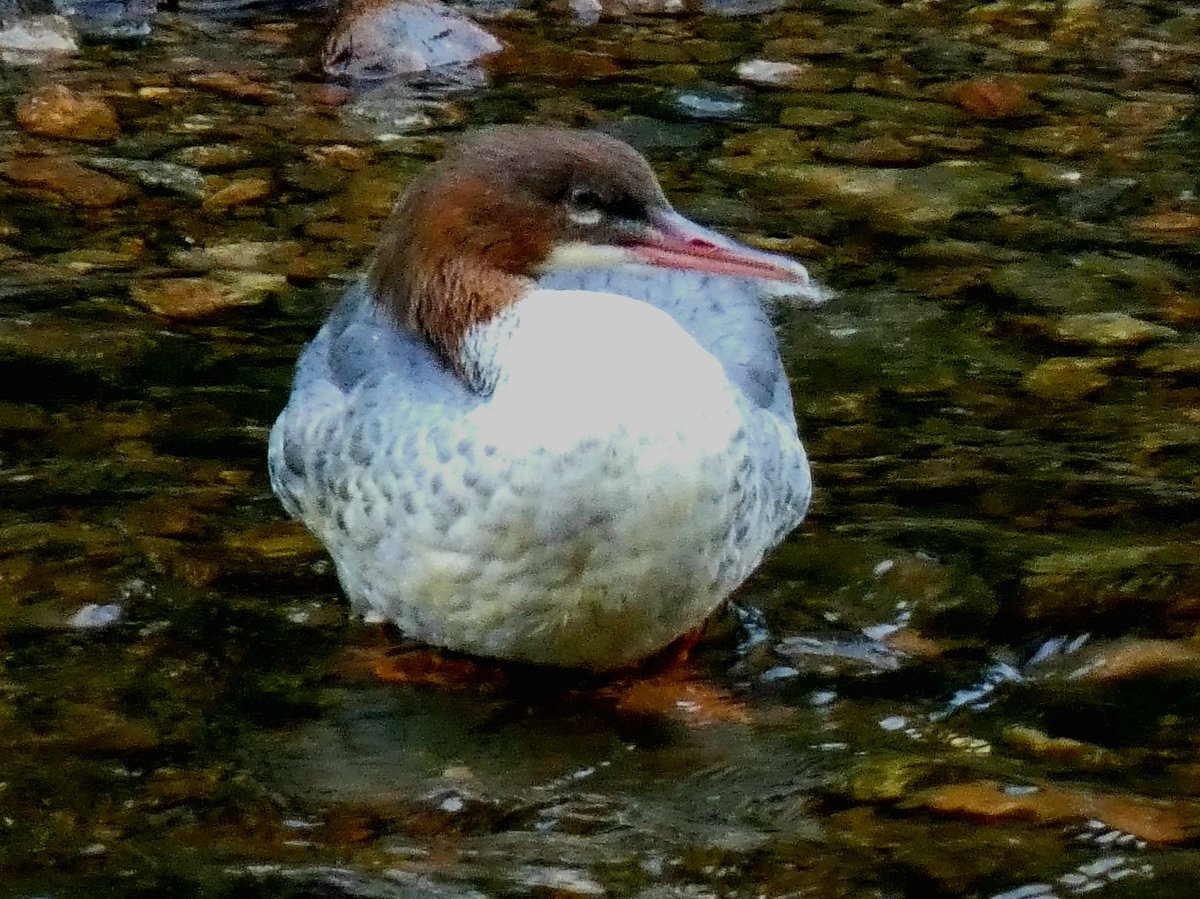 adrian gk edwards tweet media