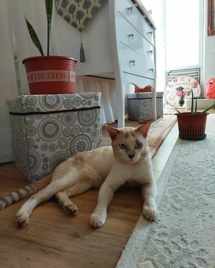 🌹✨ (@ani_nolahaih) / Twitter