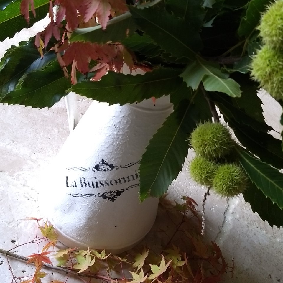 gemofagite's tweet image. Wow, it&apos;s a foggy morning at the moment! Can&apos;t even see the #chestnuttrees
#chestnuts #sweetchestnuts #châtaignes #marrons  #marronsglacés #horsechestnut #conkers #autumnleaves #autumnwatch #autumncolour #autumnbreak #normandy #Normandie #gîte #frenchselfcateringholidays